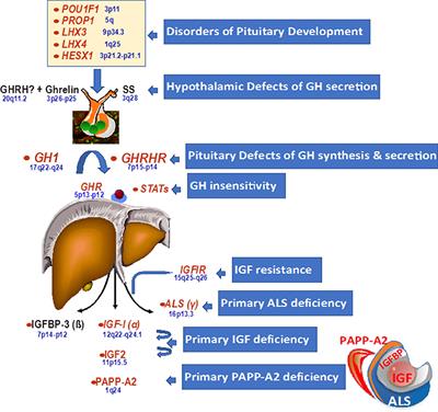 Frontiers Genetics of Growth Disorders Which Patients Require